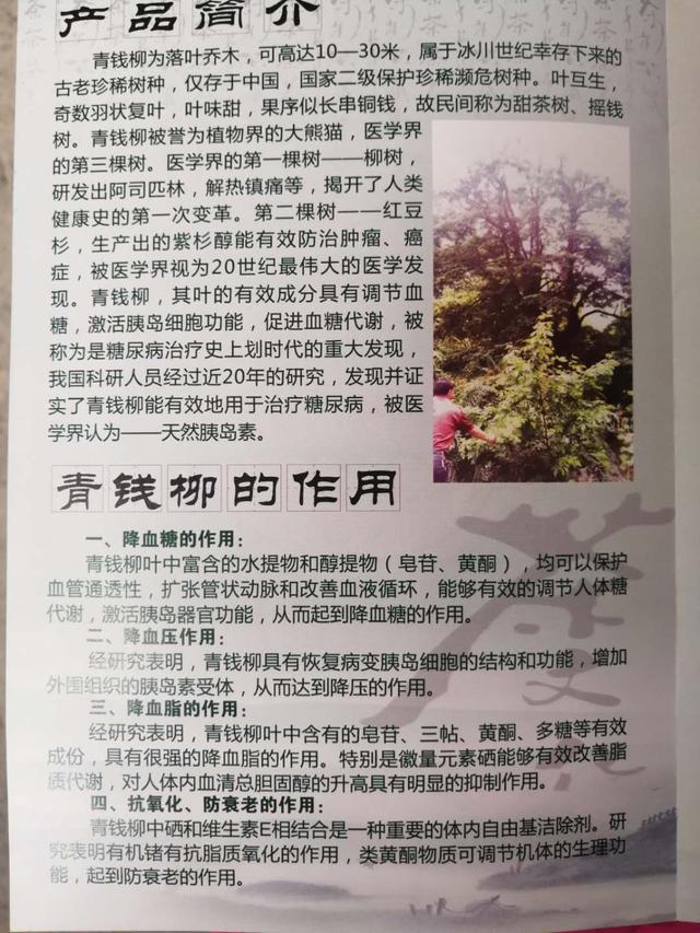 青钱柳开发专业合作社的青钱柳茶很沁人