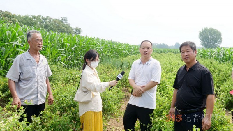 碳氢科技核肥技术助力巨鹿县金银花种植户零农残喜茯丰收